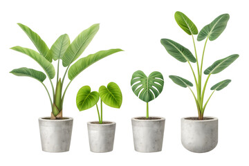 Obraz premium Four Houseplants in Grey Pots on Transparent Background