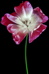 Naklejka premium Tulip. Flower on black isolated background with clipping path. For design. Closeup. Nature.