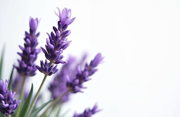 Obraz premium Close-up of lavender flower on white background. Focus on gentle curves and subtle hues of purple blossoms. Image evokes sense of tranquility. Ideal for aromatherapy, cosmetic product, floral design.