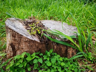 Fototapeta premium Side view of a weathered tree stump surrounded by fresh green vegetation and grass, with small shoots sprouting from the center, symbolizing regeneration and resilience in nature. 