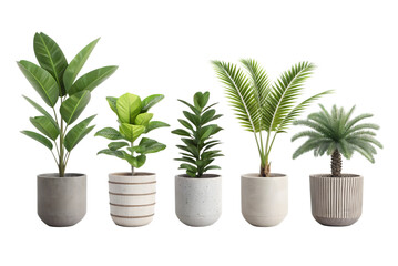 Obraz premium Five Houseplants in Modern Pots on Transparent Background