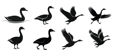 Swan Silhouettes in Various Poses On Water, Standing