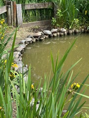 Tortues au bord de leur bassin