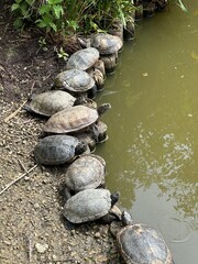 Alignement de tortues d'eau