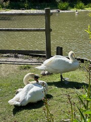 Couple de cygnes avec ces bébés