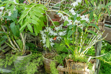 Growing Cattleya white flowers in the garden. Orchid plants collection. Houseplant gardening. Green flower pot