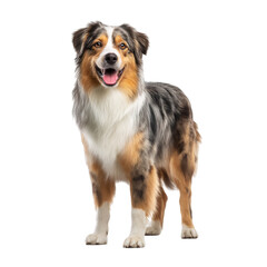 Happy Australian Shepherd standing on white background, playful nature and vibrant fur, perfect for pet-related content. Isolated on white background or PNG