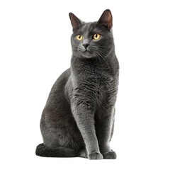 Gray domestic cat sitting gracefully, sleek fur, alert expression, perfect for pet care themes or animal companionship highlights. Isolated on white background or PNG