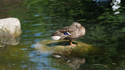 Ducks preening and enjoying a sunny afternoon by the serene pond