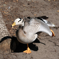 Graceful goose stretching on a sunny afternoon in a tranquil park setting