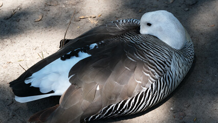Charming resting bird with striking feathers nestled on soft earth