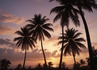 Tall palm trees silhouettes at dusk, tropical island scene ,  tropical,  black