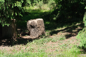 Obraz premium Sunlight filters through trees to reveal a rustic stump in a tranquil forest