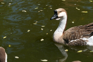 Elegant goose gliding gracefully across a tranquil pond under warm sunlight