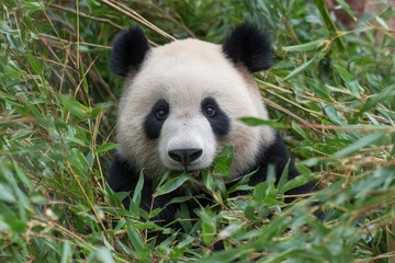 Fototapeta premium Adorable Giant Panda Cuddled Among Green Bamboo Leaves in Natural Habitat, Showcasing Its Playful Nature and Distinctive Black and White Fur Pattern