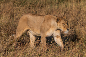 Telephoto of a female lion -Panthera Leo- in the Serengeti, Tanzania