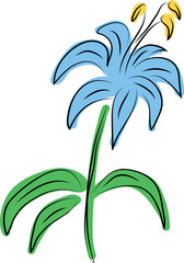 one realistic blue blooming lily flower with green foliage color drawing, hand drawn black curved simple lines