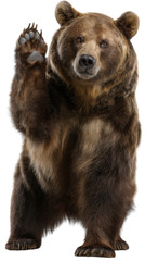 Friendly Bear's Greeting: A charming grizzly bear waves with a friendly gesture, its powerful presence softened by a gentle, inviting expression, evoking warmth and approachability.