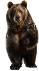 Fototapeta premium Greeting Bear: A majestic brown bear extends a paw in a friendly gesture. Capturing the essence of wilderness and invitation.