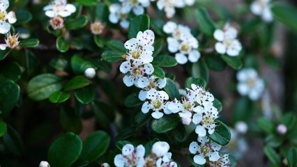 Delicate white blossoms create a serene vibe in a tranquil garden setting