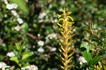 Bright yellow flower standing tall among lush green foliage in sunlight