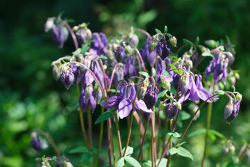 Vibrant purple flowers bloom gracefully in a sunlit garden during springtime
