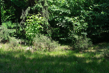 Lush green undergrowth flourishes in a serene woodland setting