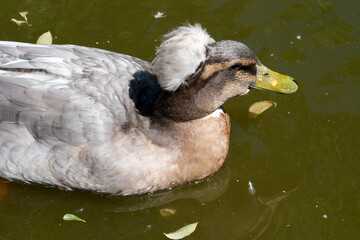 Unique duck with fluffy crest swimming in serene pond at midday sunlight