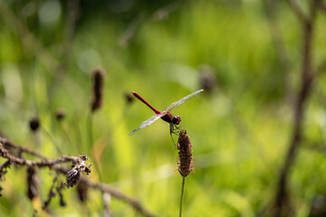Red dragonfly on plant stem: Luminous insect in nature