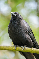 Carrion crow (Corvus corone) gazing upward while perched on a branch in a forested park in the Netherlands, spring 2025