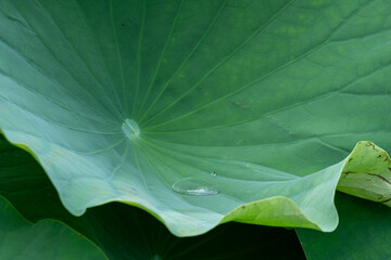 蓮の葉にたまる朝露の水滴のクローズアップ