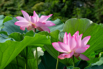 Fototapeta premium 緑の葉に包まれて咲く美しい二輪の蓮の花