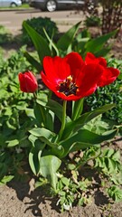 Bright red tulip blooming in a garden under the sunlight, with a closed bud nearby. Symbol of spring renewal and beauty in urban nature surroundings