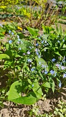 Delicate blue wildflowers blooming in a sunny garden with lush green leaves. Symbol of tranquility, fragility, and natural harmony in springtime