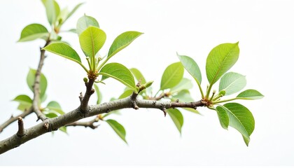 Tree branch with green leaves against white background. Fresh foliage concept, spring, summer, nature beauty, ecology, environment, growth, botany, design element. Isolated leaf for clip art, design,