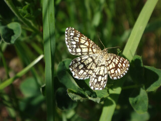 Latticed heath (Chiasmia clathrata) moth resting on a trefoil leaf