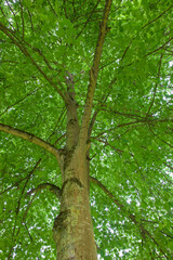 Beautiful close-up of tilia cordata