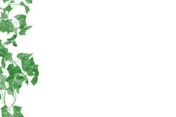 Green ivy leaves climbing along the left border on a clean white background, ideal for eco designs, botanical frames, nature-themed invitations, or organic web layout decoration.
