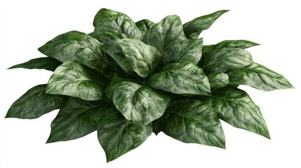 Fototapeta premium Lush green foliage plant with vibrant leaves on a white background.
