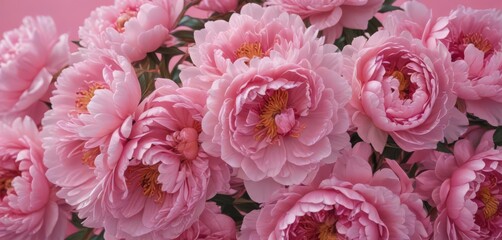 Tightly packed pink peony blossoms, subtle pink backdrop, greeting card, nature, flower arrangement