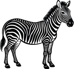Fototapeta premium zebra isolated on white background