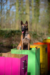 Malinois sitzend in bunter Holzkiste abwartend fokusierend