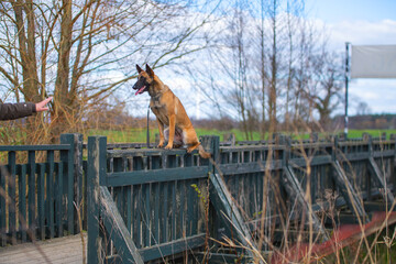Malinois auf einem Brückengeländer im Gehorsam