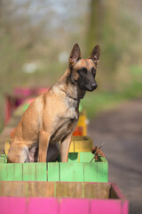 Malinois sitzend und abwartend auf buntem Holzpfahl
