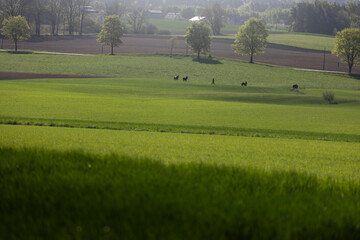 landscape with green grass