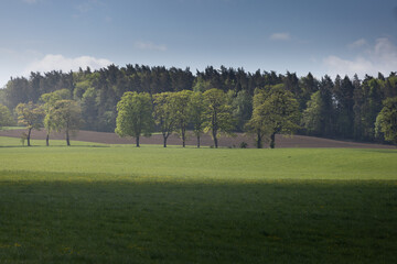 Fototapeta premium landscape with trees