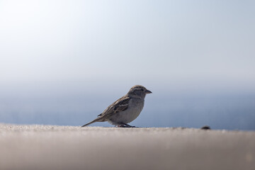 sparrow on the snow
