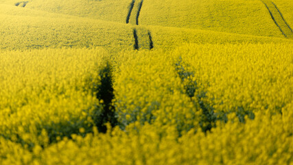 yellow rape field