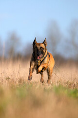 Malinois im Lauf auf Zielobjekt auf einem Feld