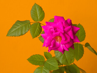 Pink rose. Layout of growing pink rose on orange background. Pink flower, pink petals. Garden rose on stem and green leaves. Greeting card, yellow layout, copy space. Orange aesthetic. Minimal flower.